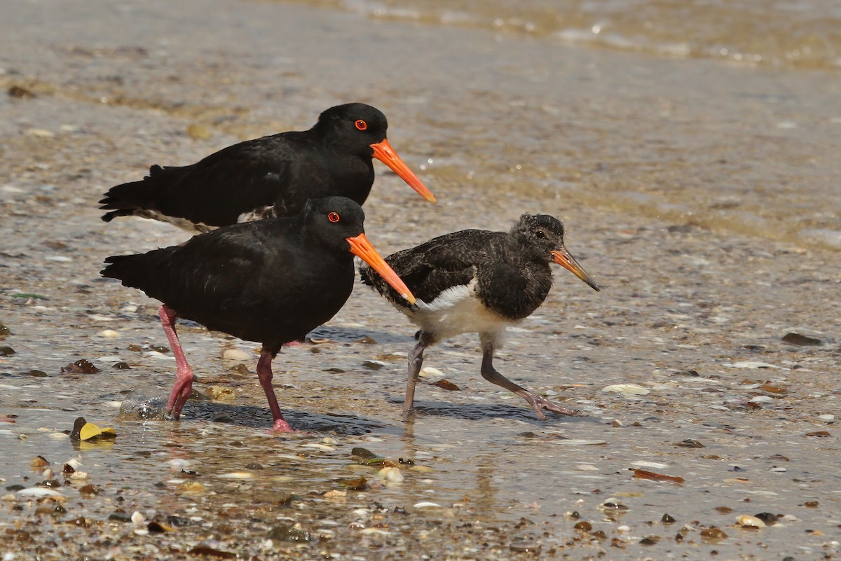 Variable Oystercatcher - ML623691421