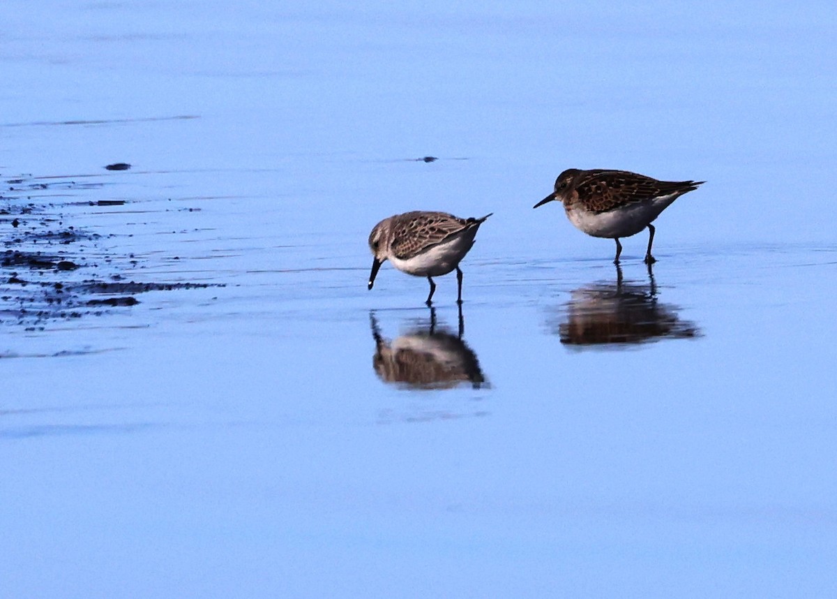 Western Sandpiper - Catherine Keegan