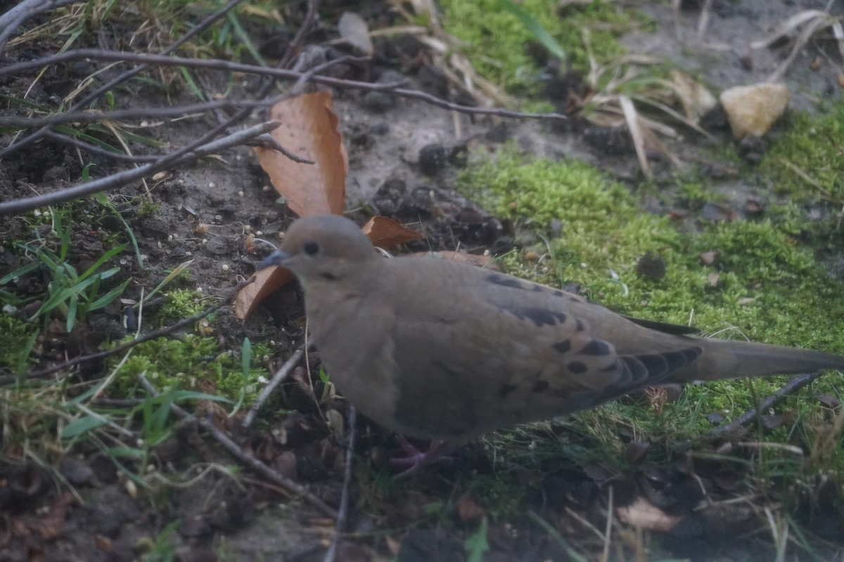 Mourning Dove - ML623691518