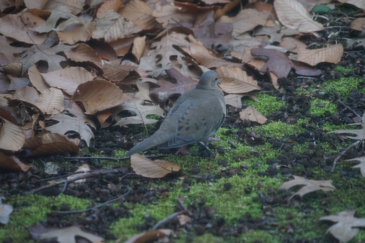 Mourning Dove - ML623691519