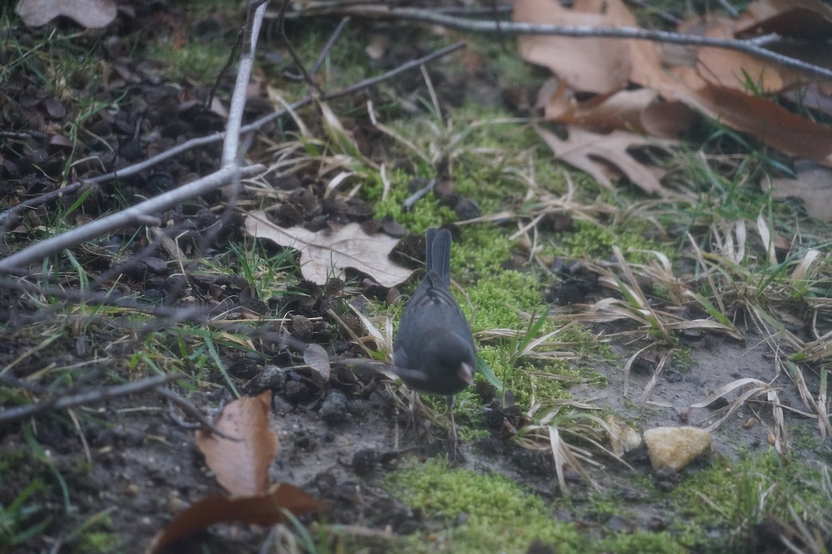 Dark-eyed Junco - Bruce Davis