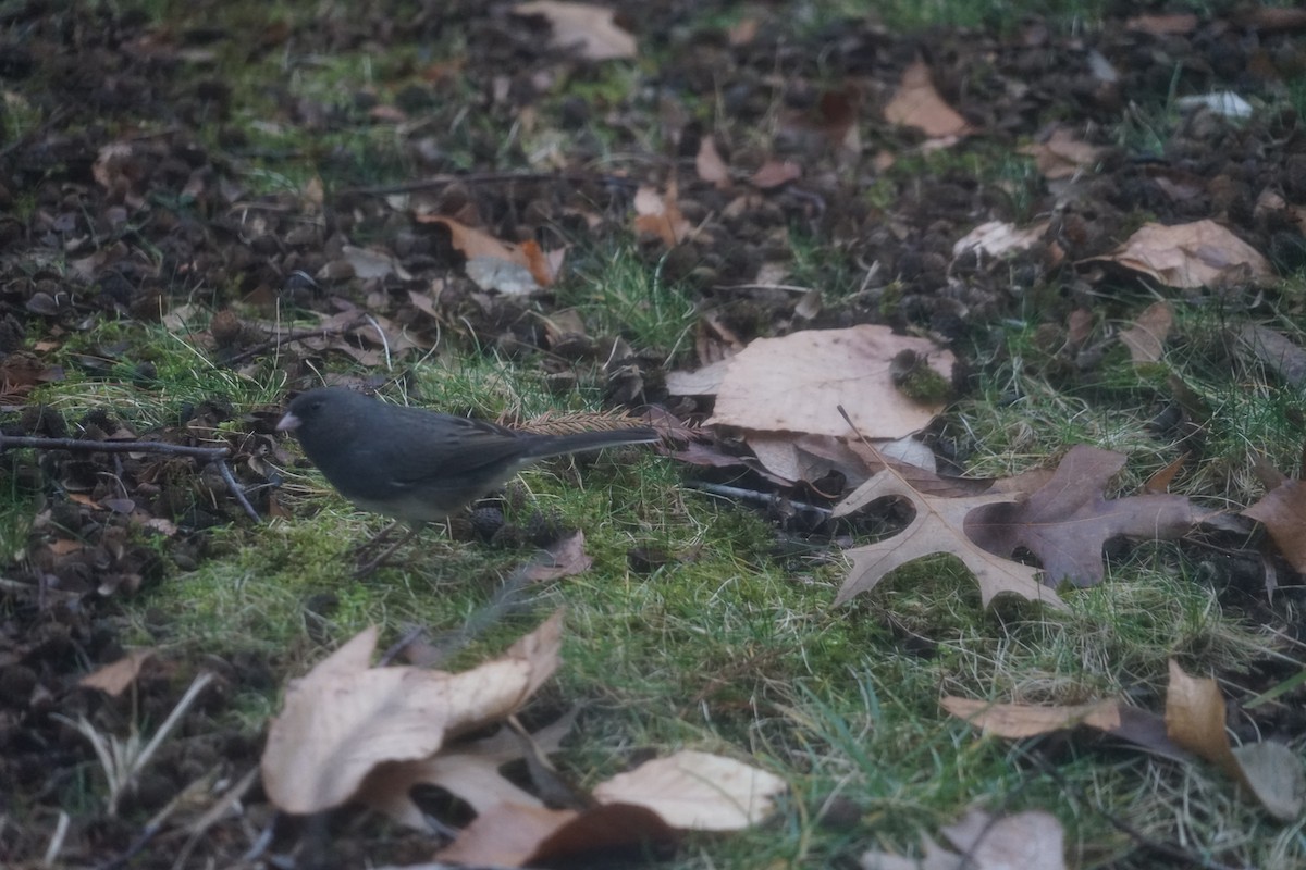 Dark-eyed Junco - ML623691549