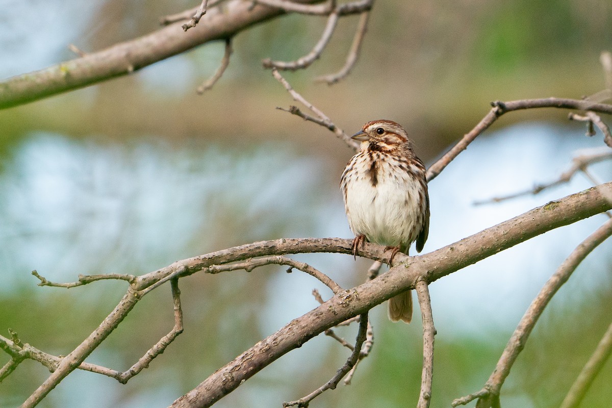 Song Sparrow - Matt Hoberg