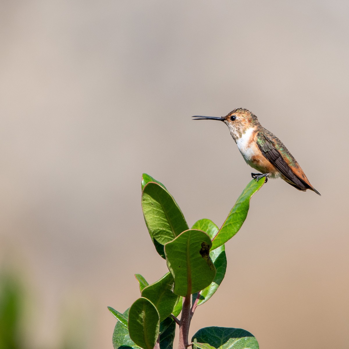 Allen's Hummingbird - ML623691639