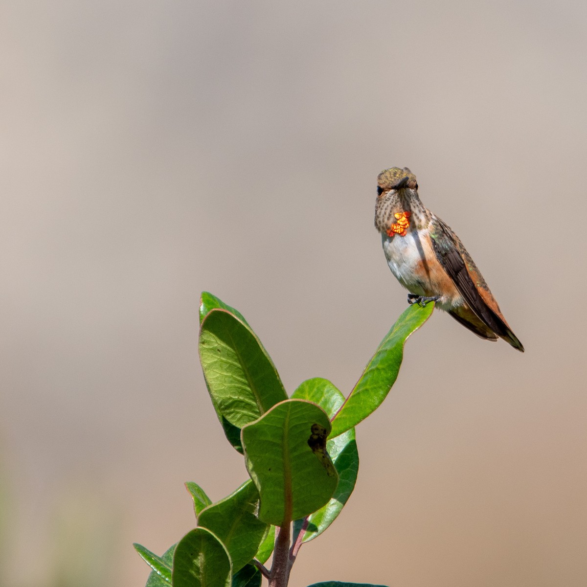 Allen's Hummingbird - Chris Camarote