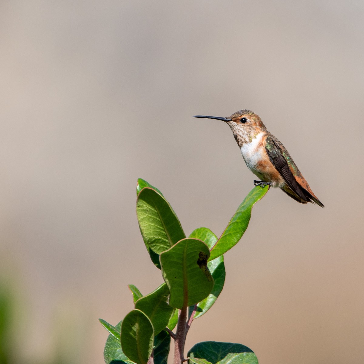 Allen's Hummingbird - ML623691641