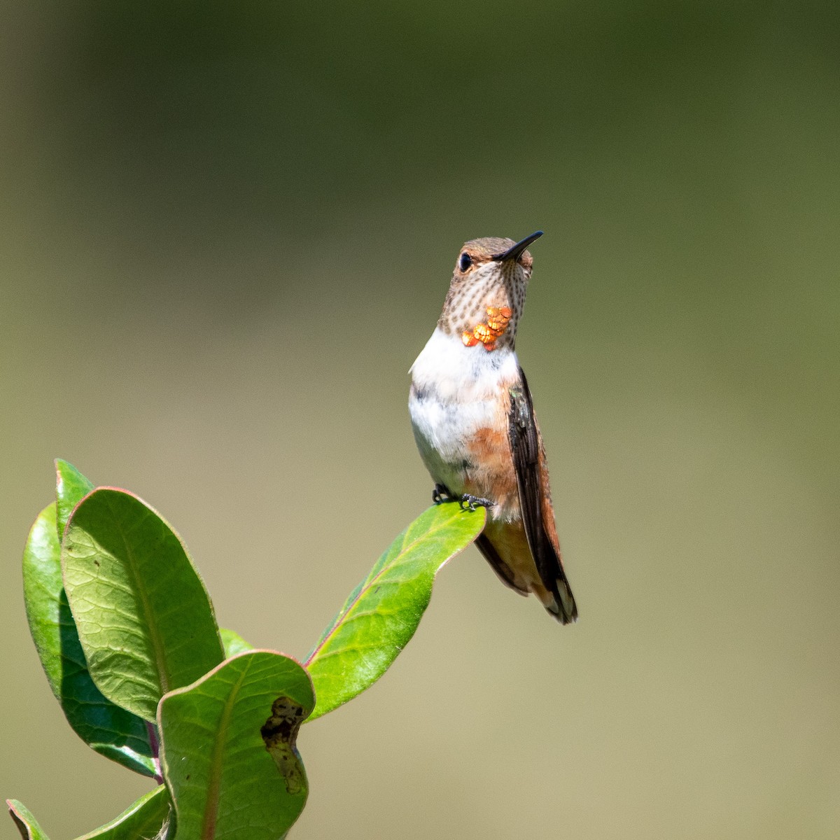 Allen's Hummingbird - Chris Camarote