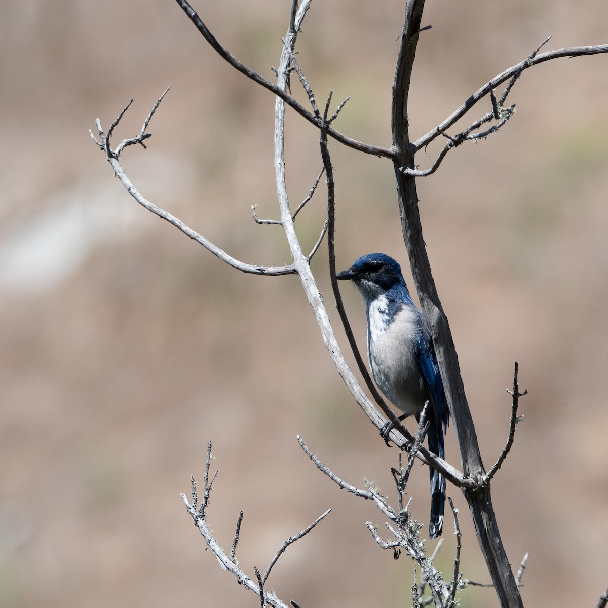 Island Scrub-Jay - ML623691647