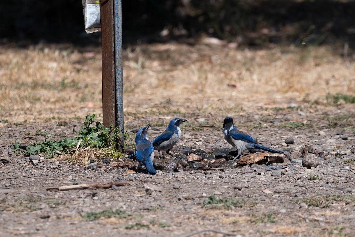 Island Scrub-Jay - ML623691651