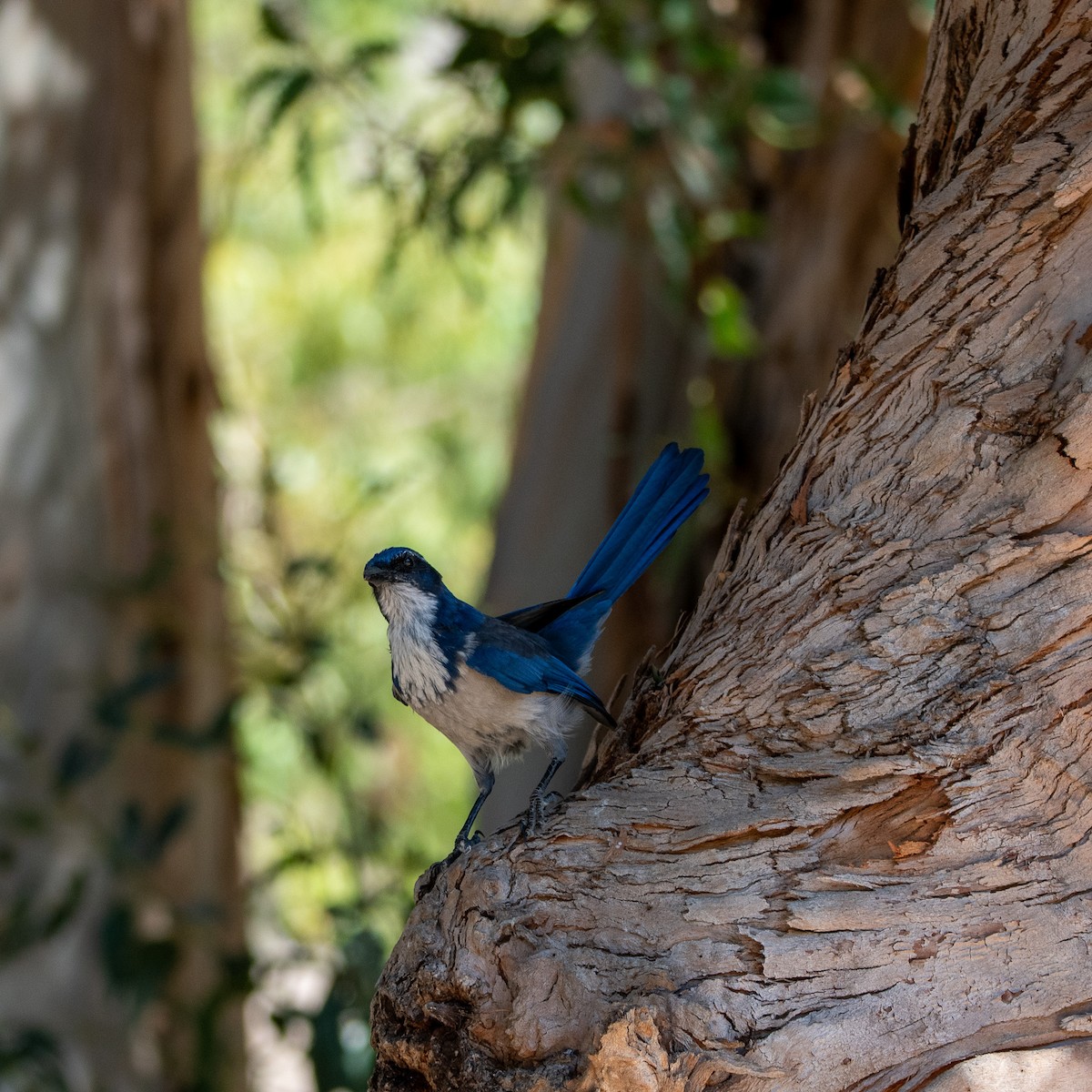 Island Scrub-Jay - ML623691652