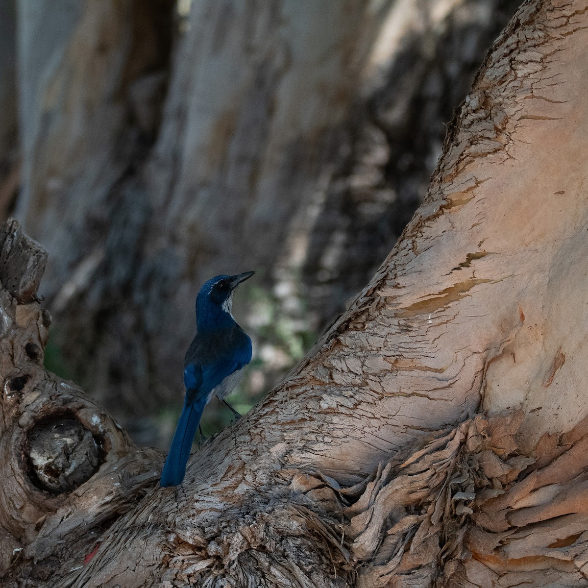 Island Scrub-Jay - ML623691653