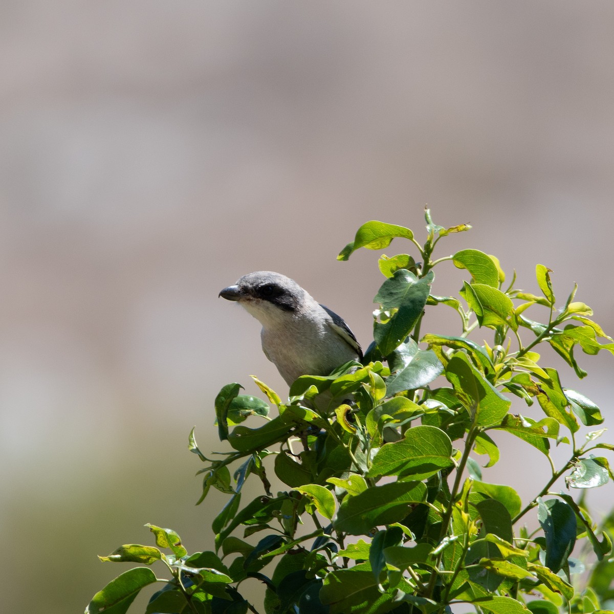 Loggerhead Shrike - ML623691655