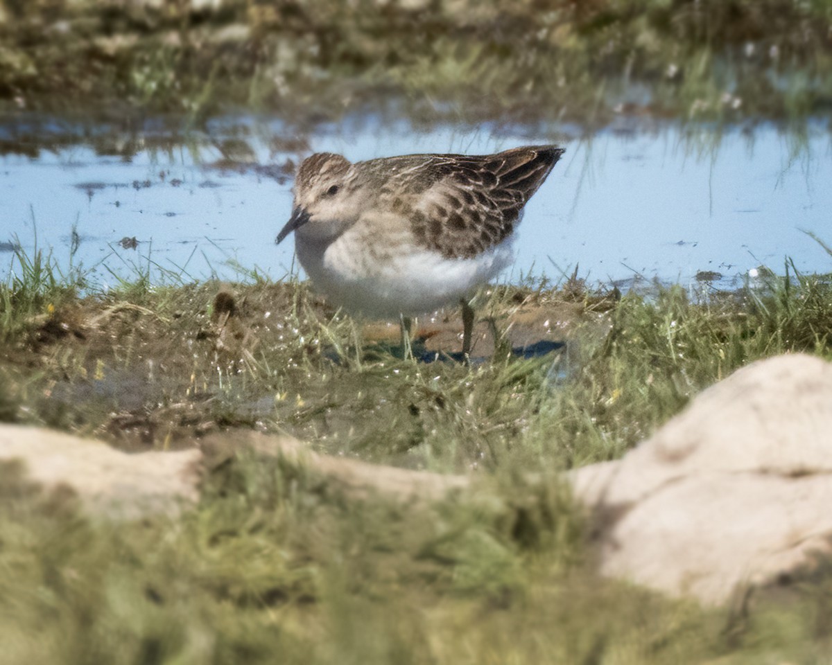 Least Sandpiper - Sue Cook