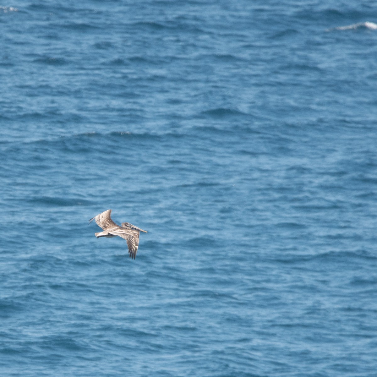 Brown Pelican - ML623691716