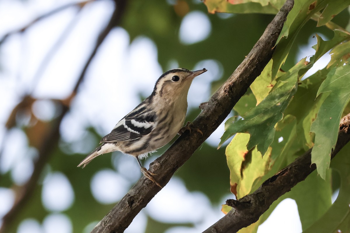 Black-and-white Warbler - ML623691718
