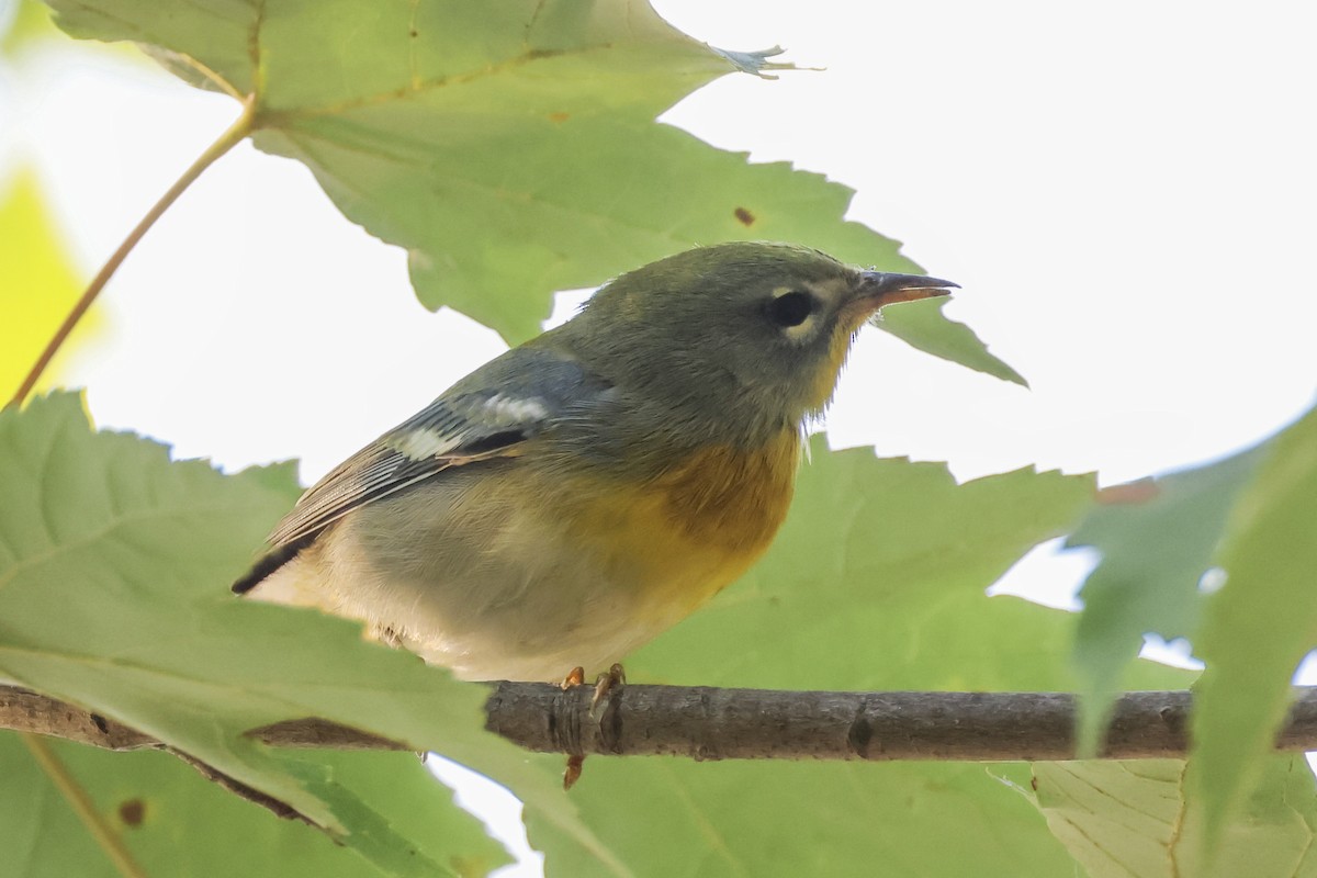 Northern Parula - ML623691754
