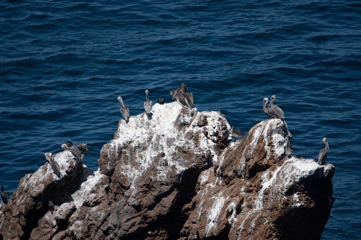 Brown Pelican - ML623691756