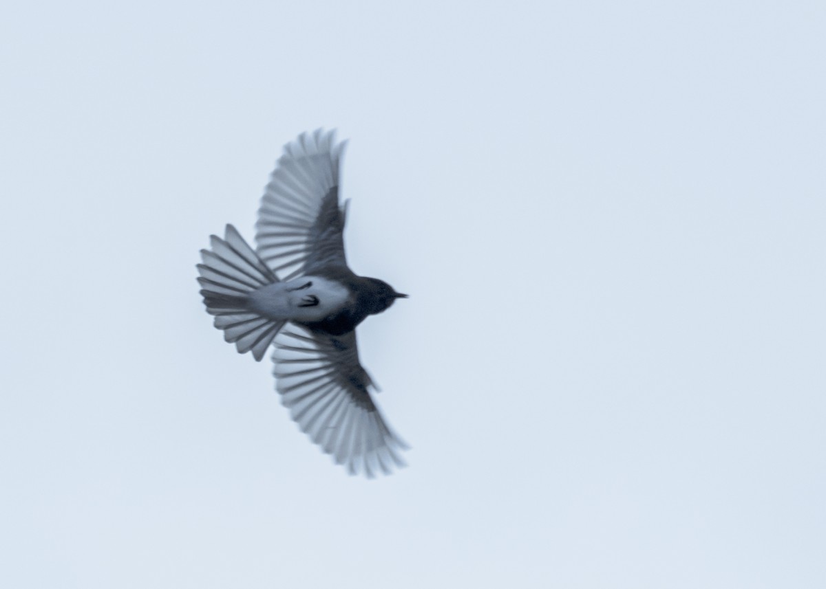Black Phoebe - ML623691782