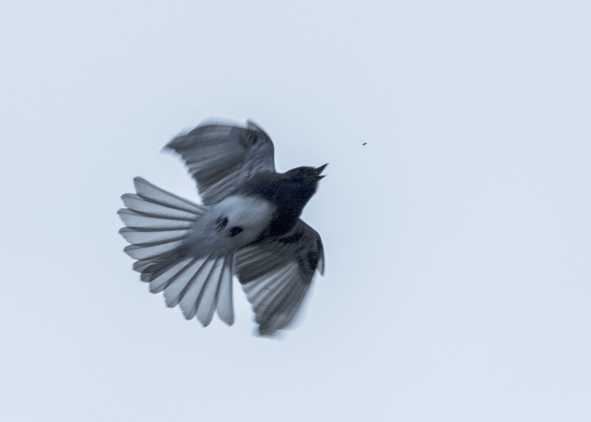 Black Phoebe - ML623691783