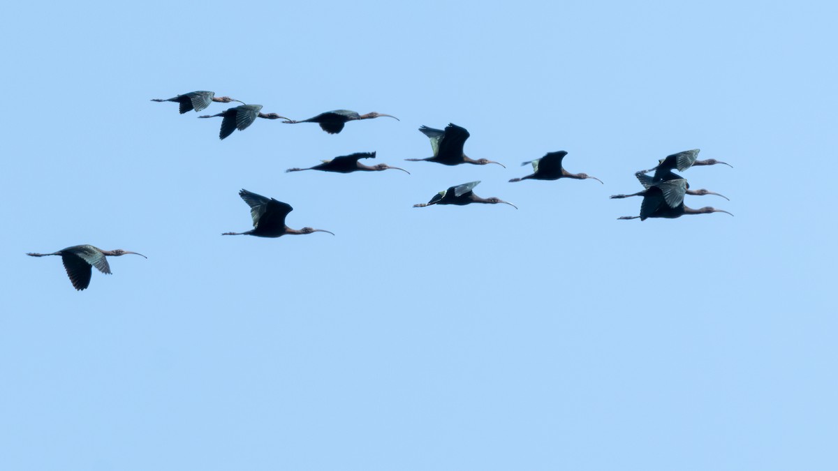 White-faced Ibis - ML623691838