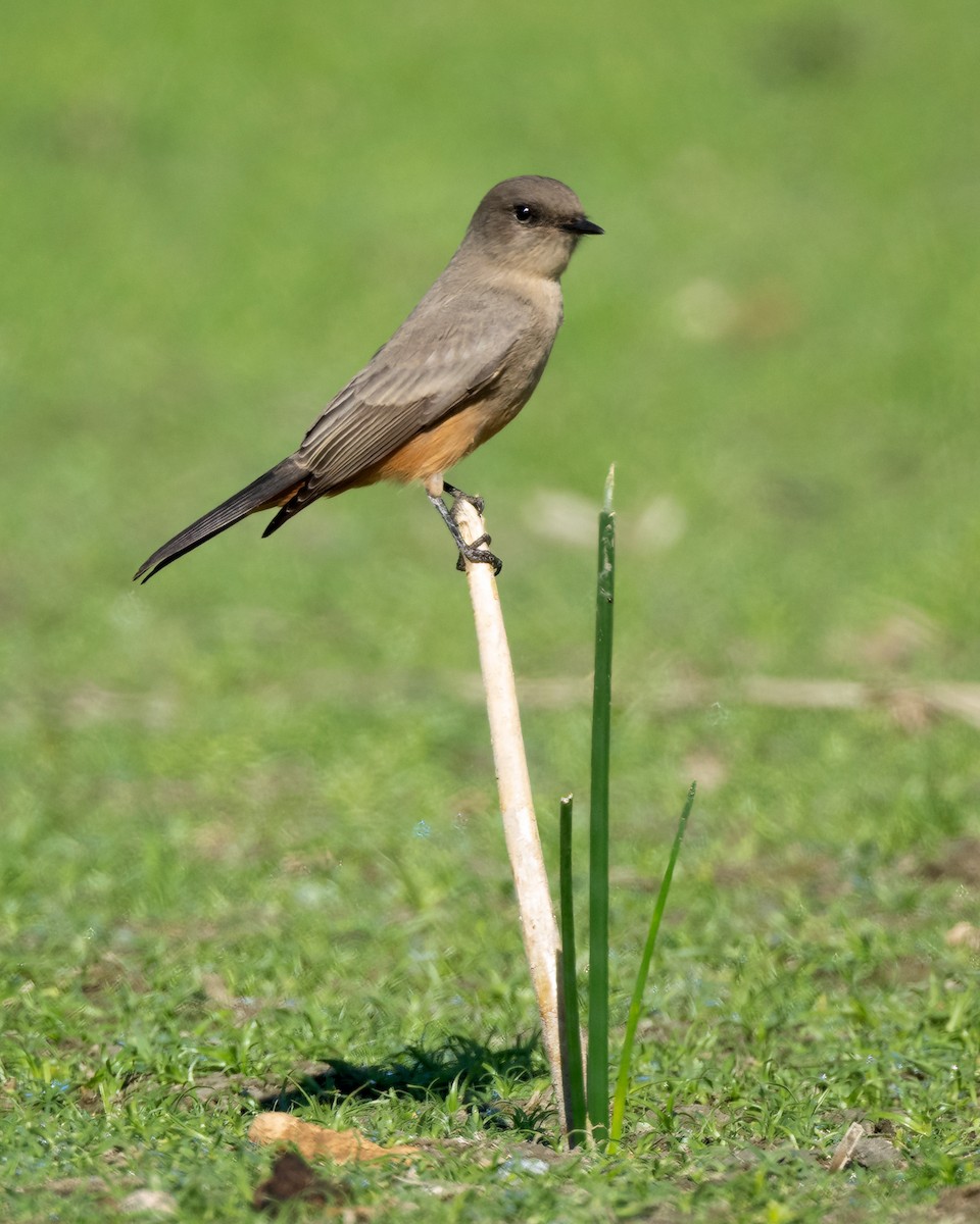 Say's Phoebe - Sue Cook