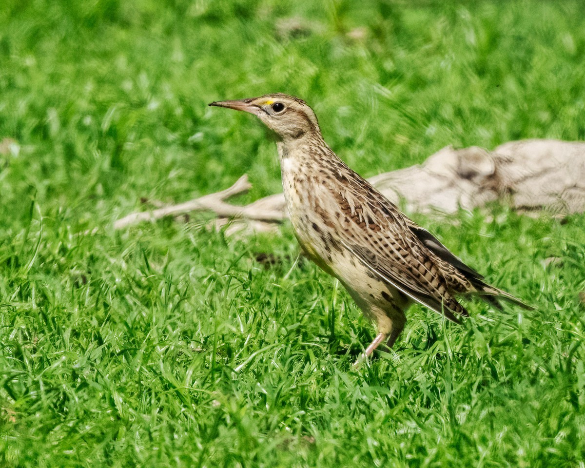 Western Meadowlark - ML623691857