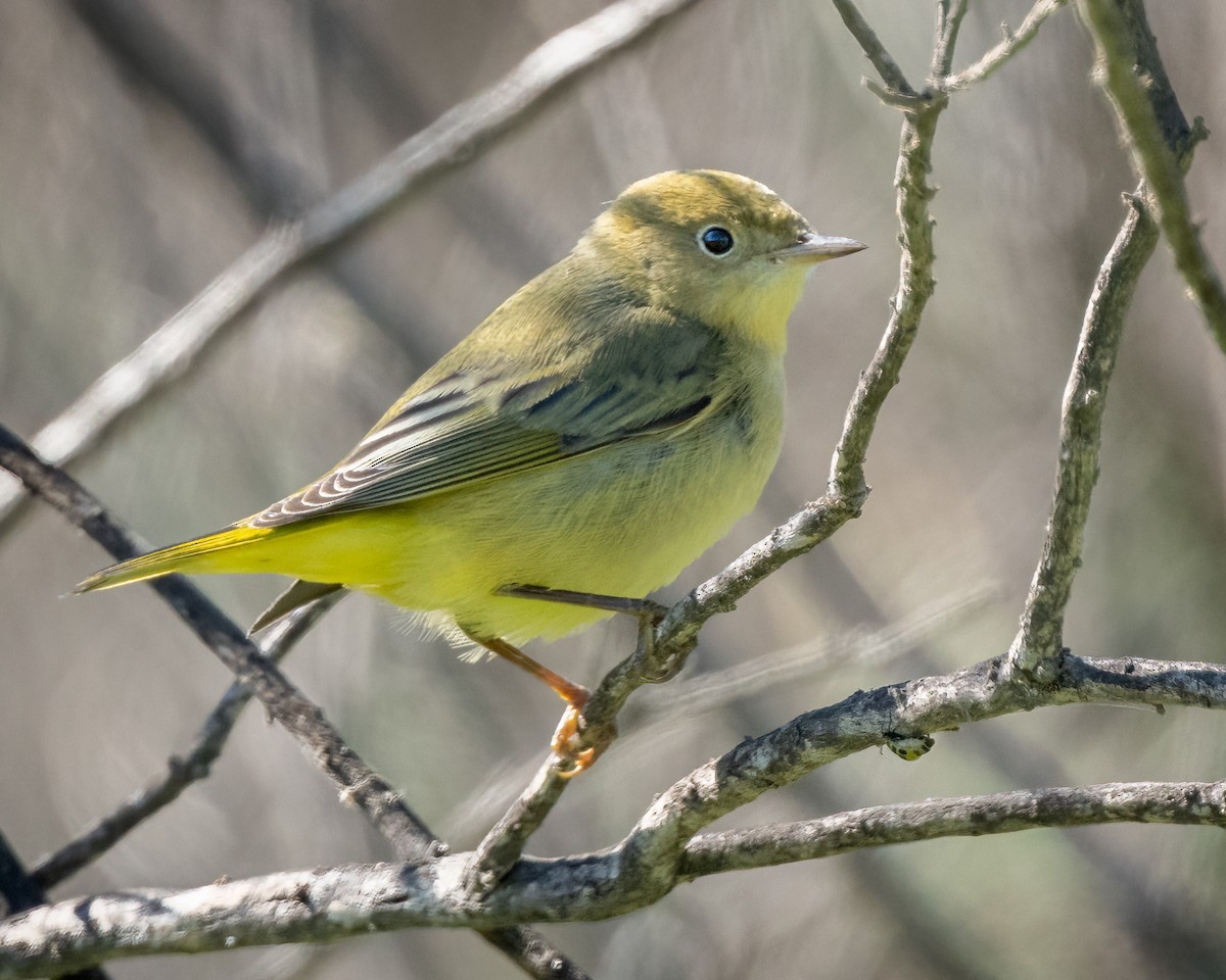 Yellow Warbler - ML623691862