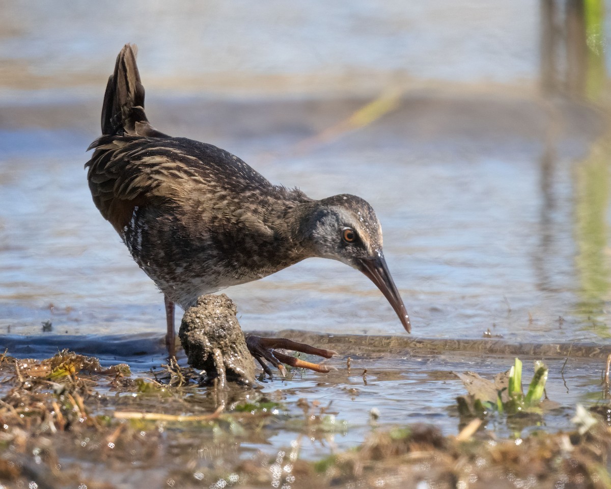 Virginia Rail - ML623691871