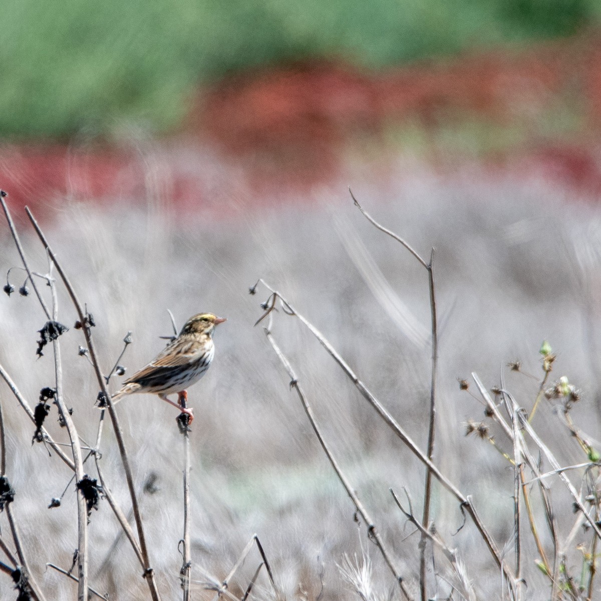 Savannah Sparrow - ML623691893