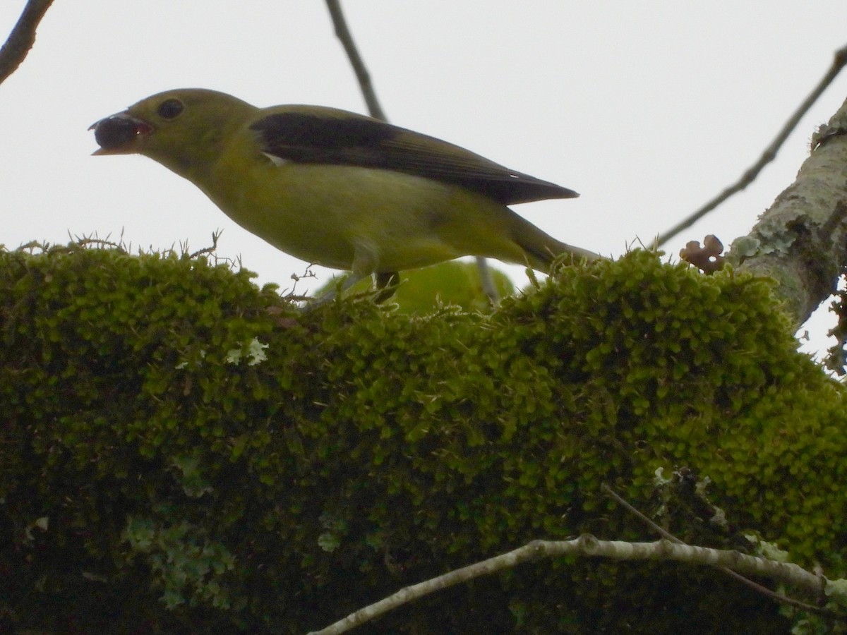 Scarlet Tanager - ML623691917