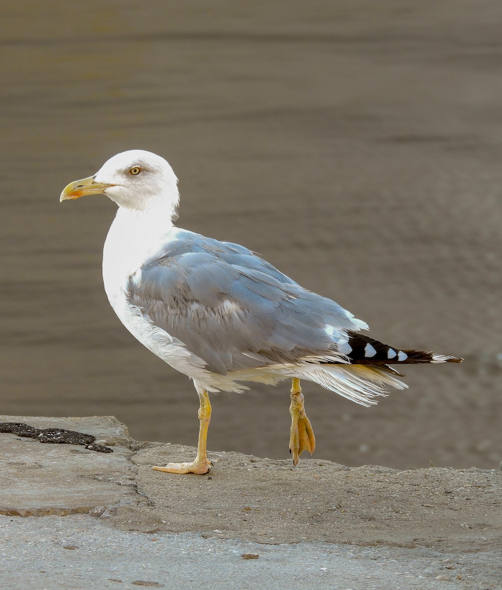 Yellow-legged Gull - ML623691968