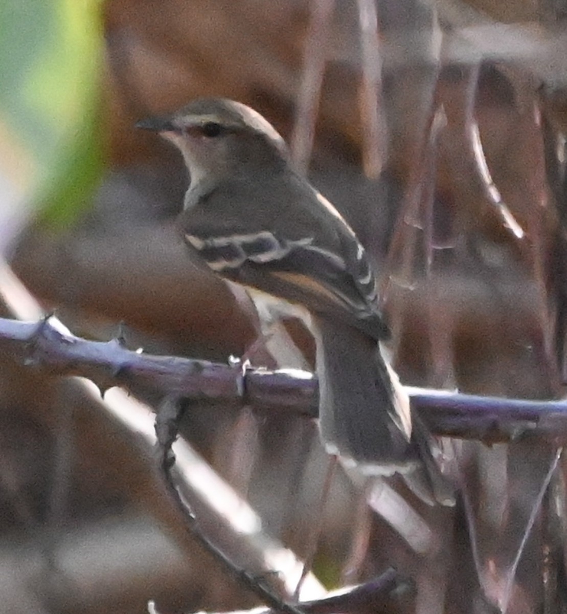 Fuscous Flycatcher - ML623691993