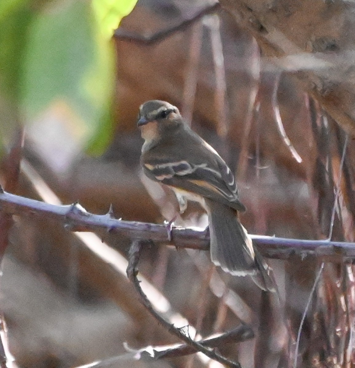 Fuscous Flycatcher - ML623691994