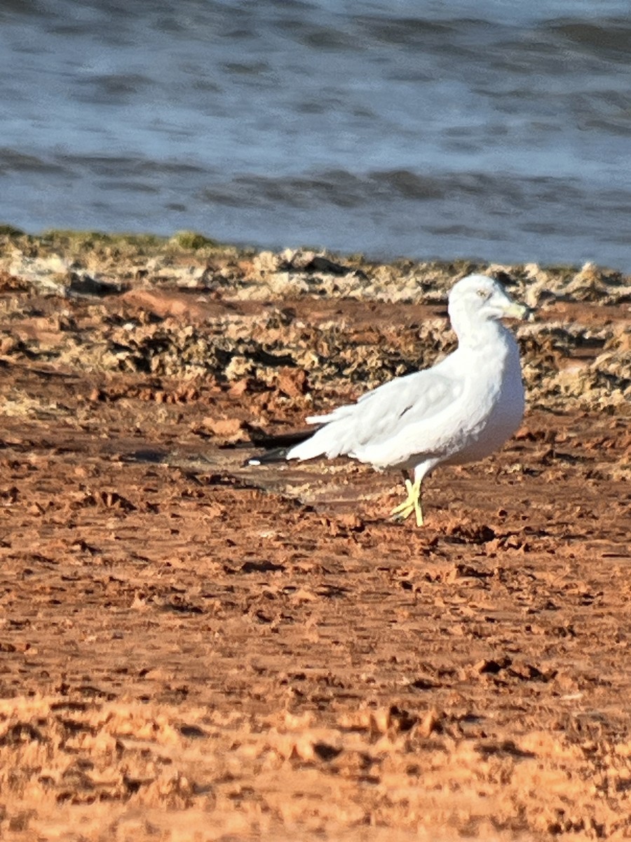 Ring-billed Gull - ML623692019