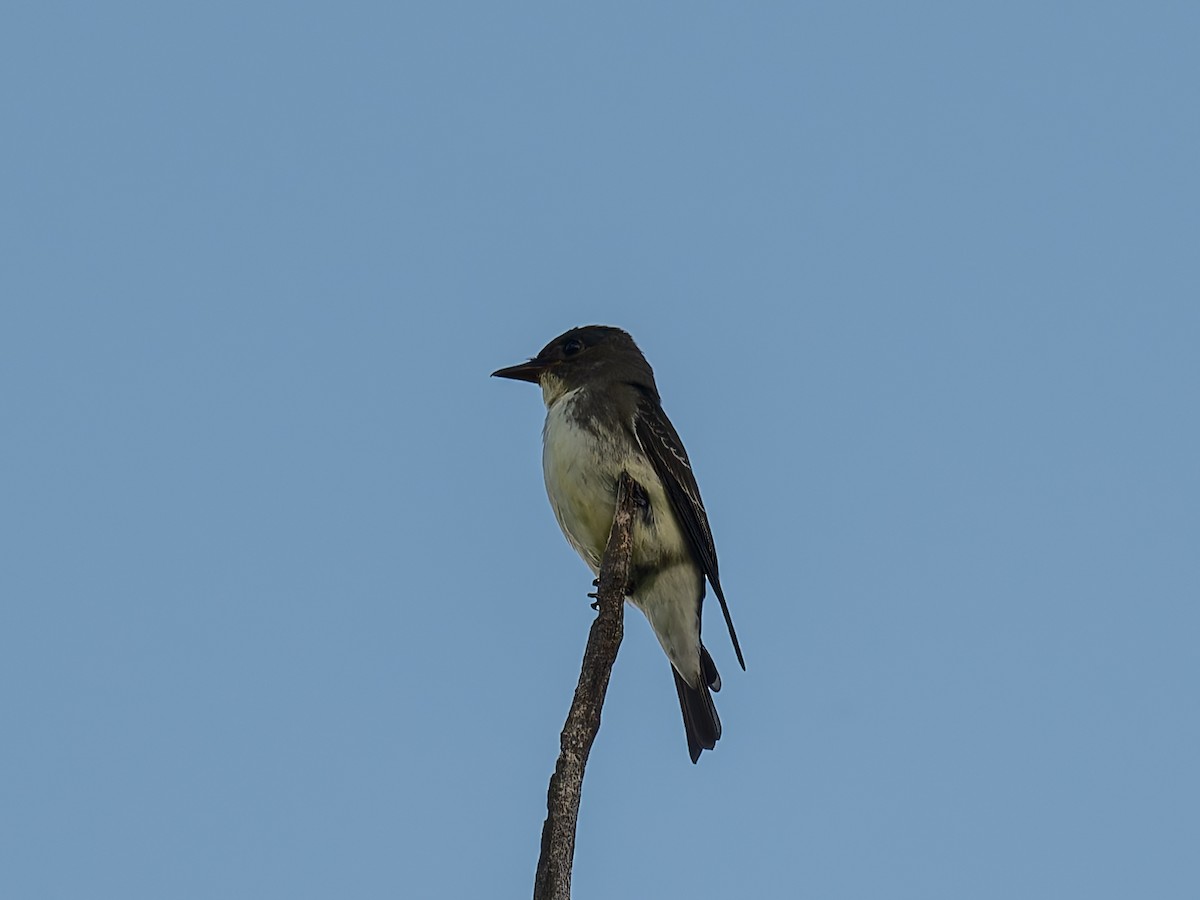 Olive-sided Flycatcher - ML623692058