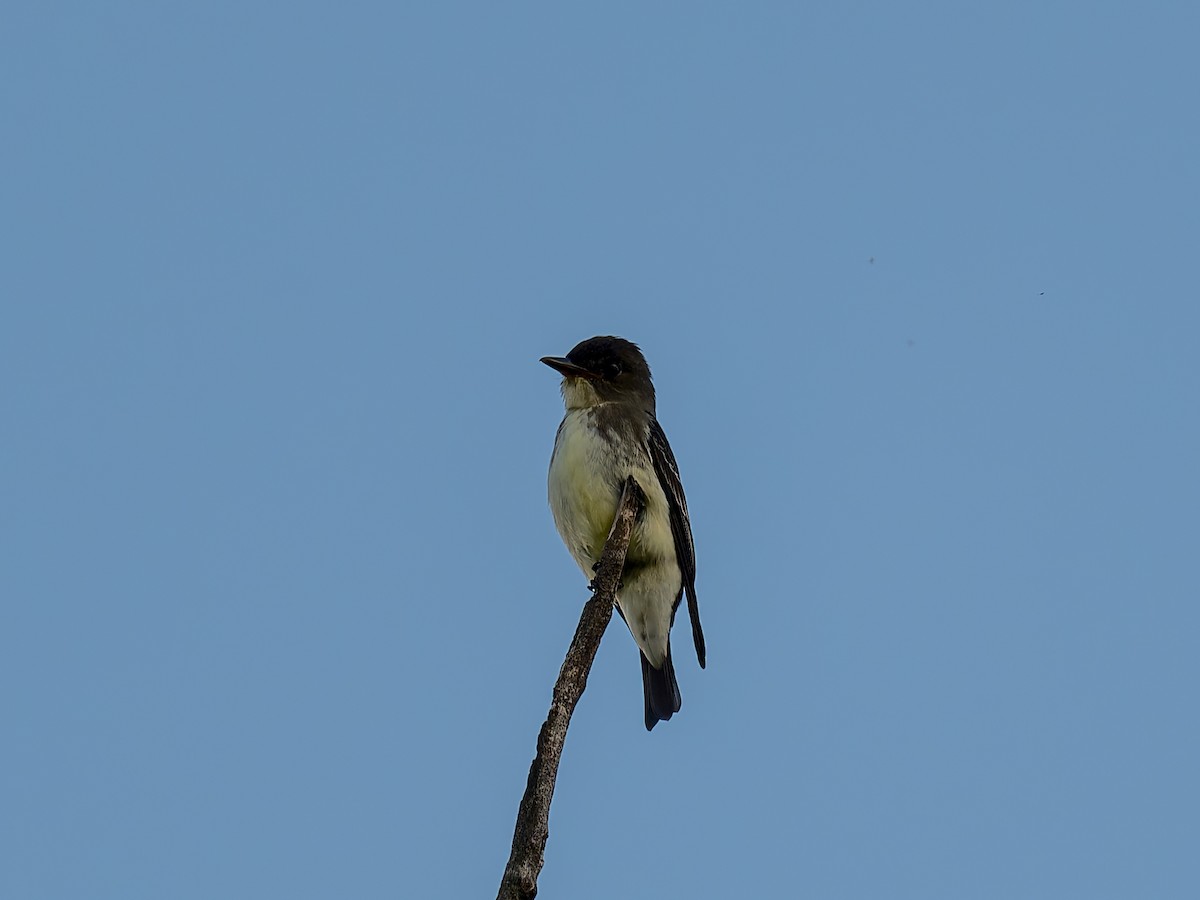 Olive-sided Flycatcher - ML623692059