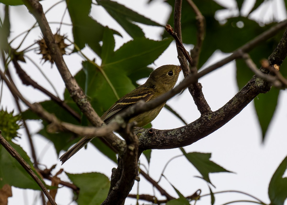 Yellow-bellied Flycatcher - ML623692063