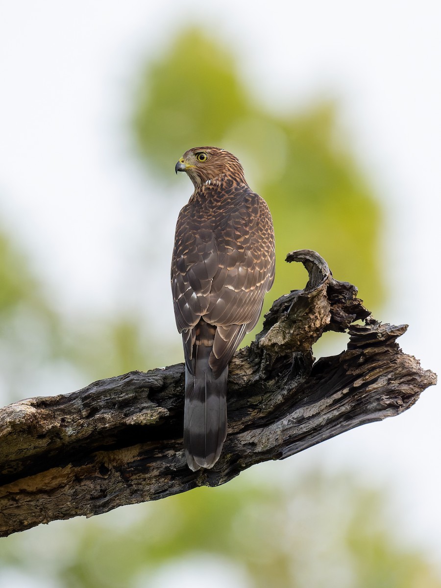 Cooper's Hawk - ML623692064