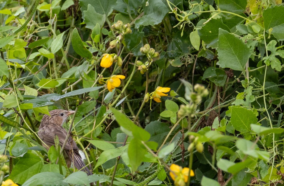 Common Babbler - ML623692074