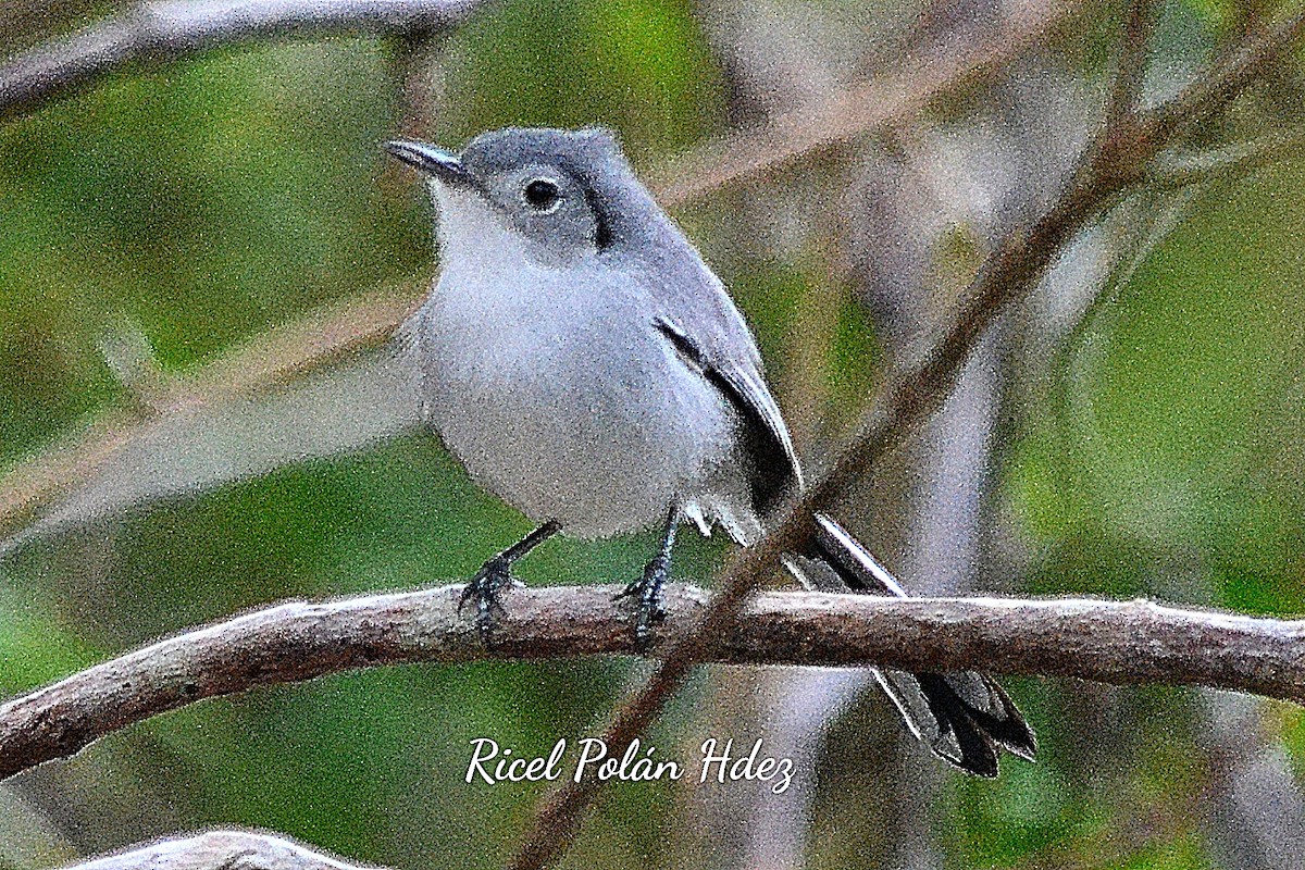 Cuban Gnatcatcher - ML623692077