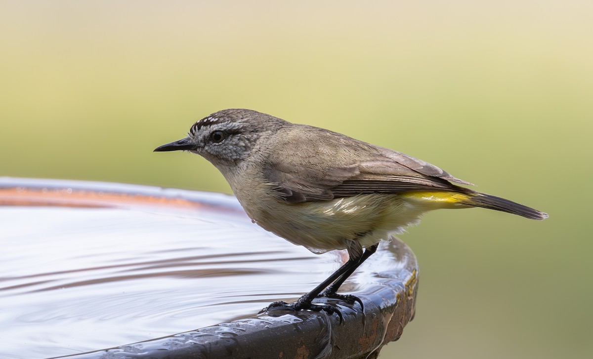 Yellow-rumped Thornbill - ML623692083