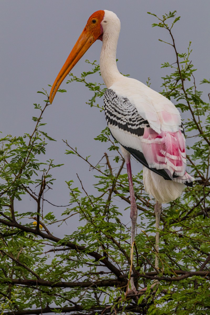 Painted Stork - ML623692084