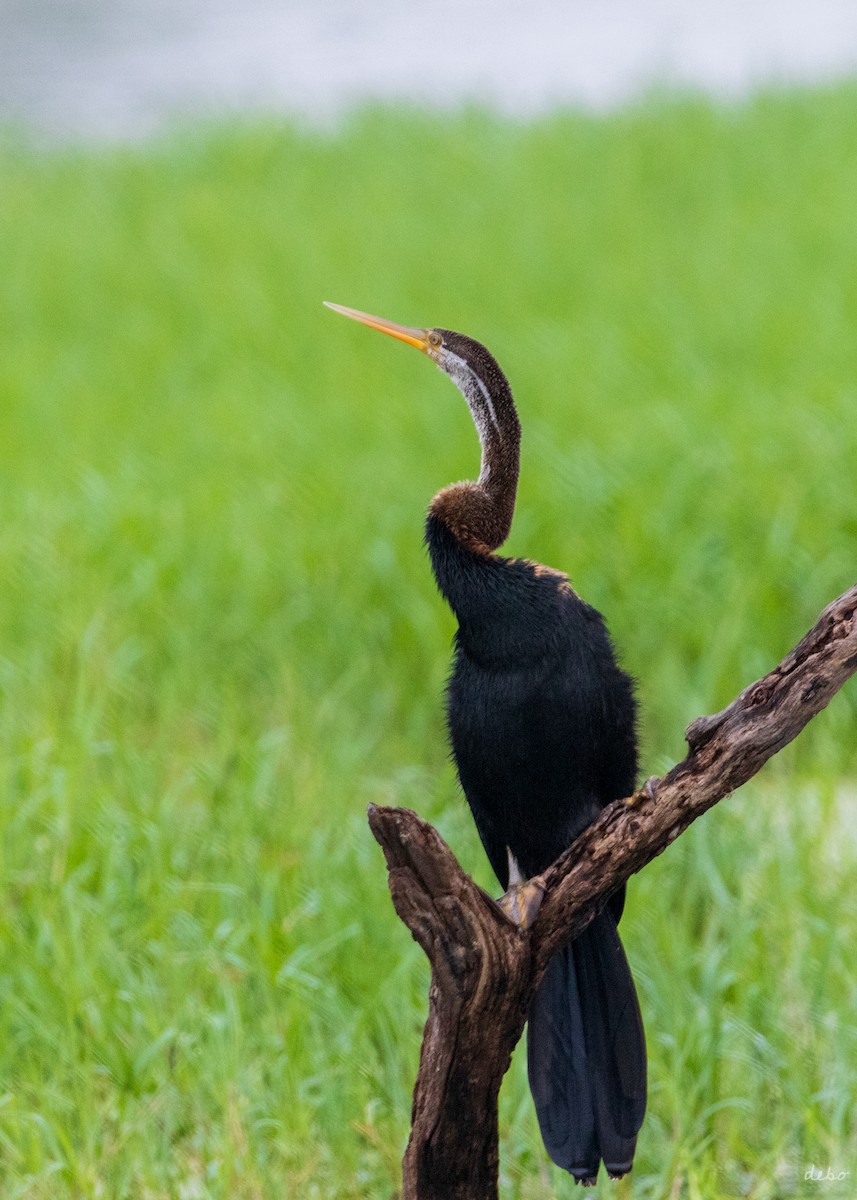 Oriental Darter - ML623692100