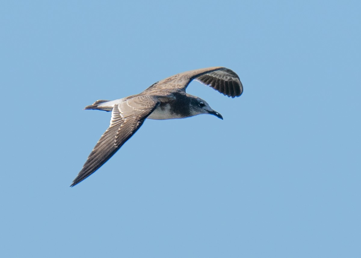 racek karibský - ML623692176