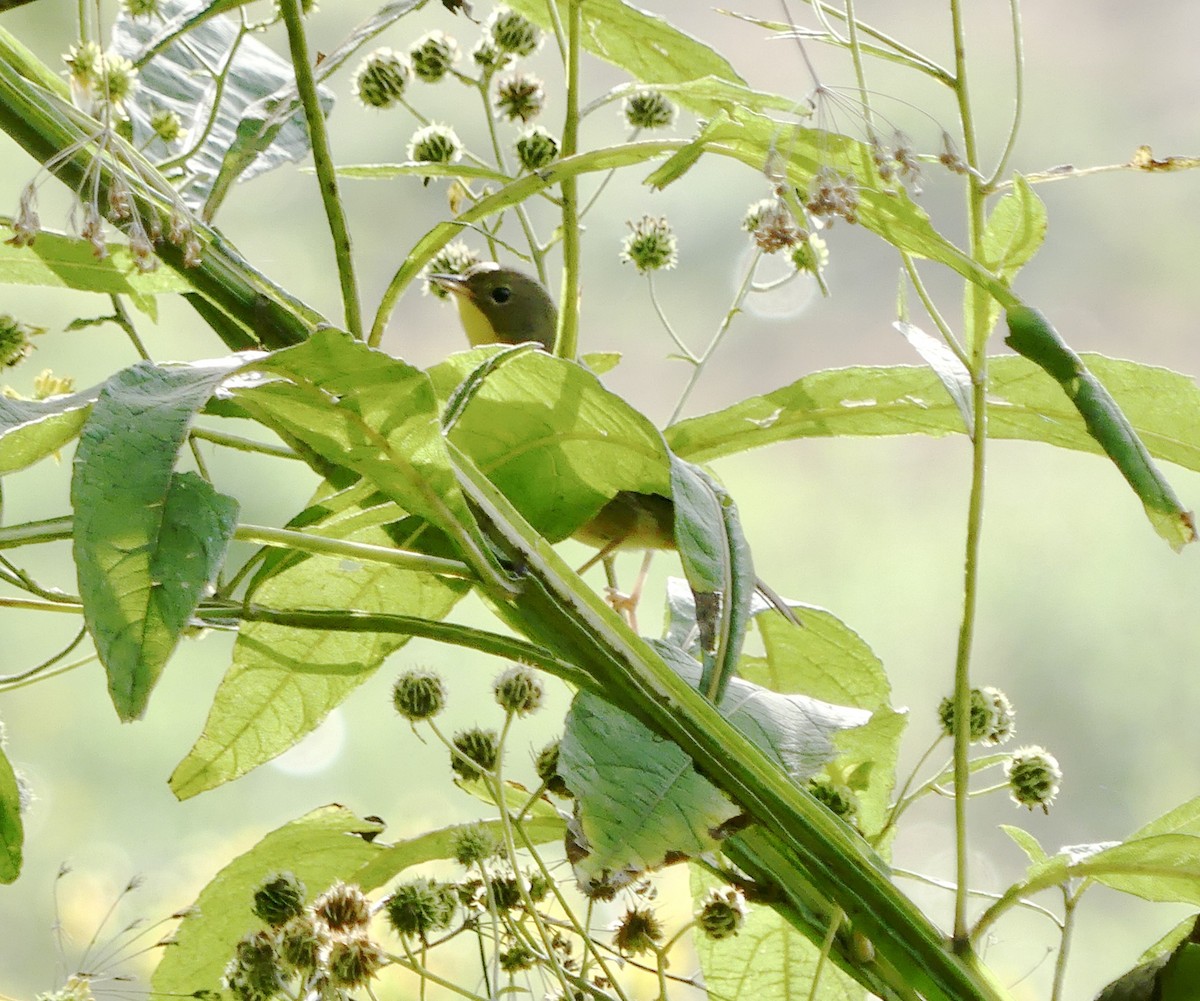 Common Yellowthroat - ML623692196