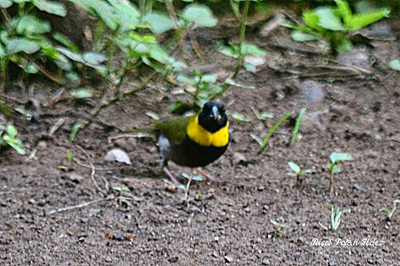 Cuban Grassquit - ML623692239