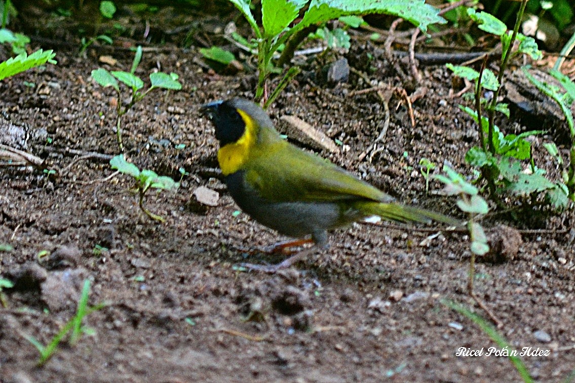 Cuban Grassquit - ML623692240