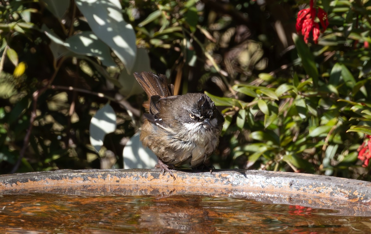 White-browed Scrubwren - ML623692254