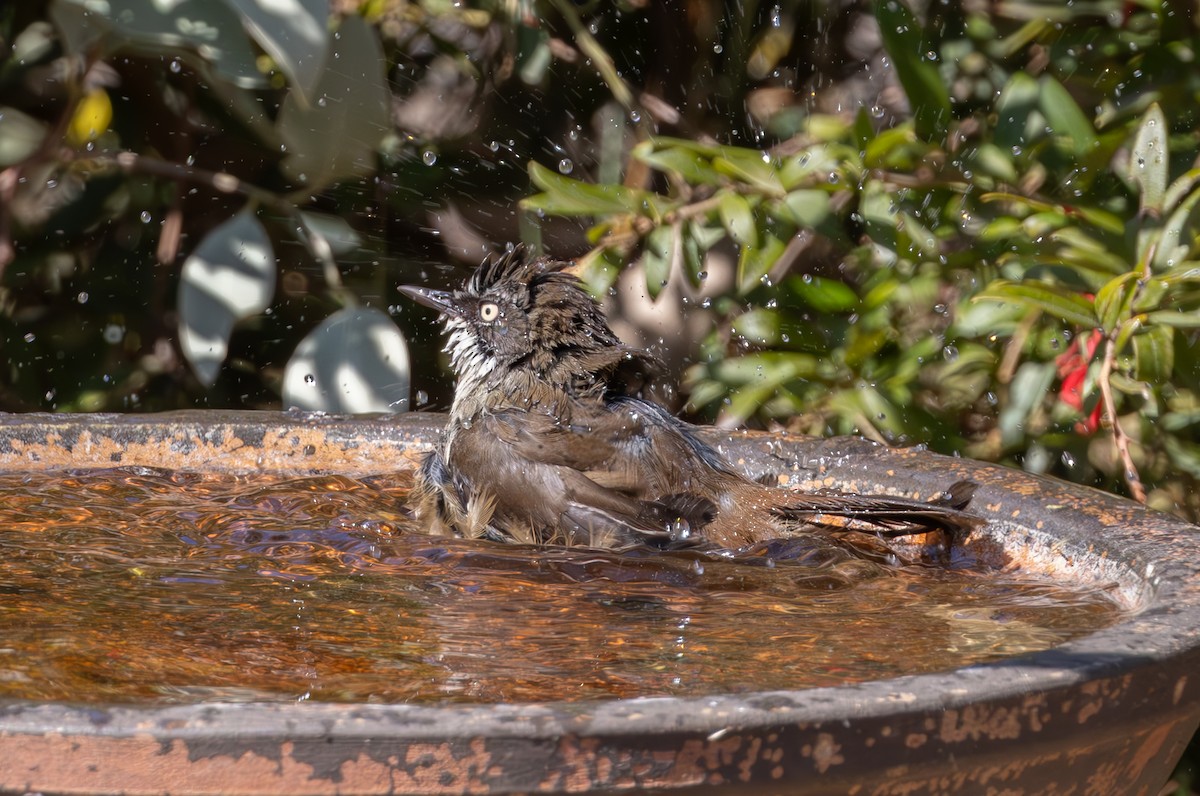 White-browed Scrubwren - ML623692255