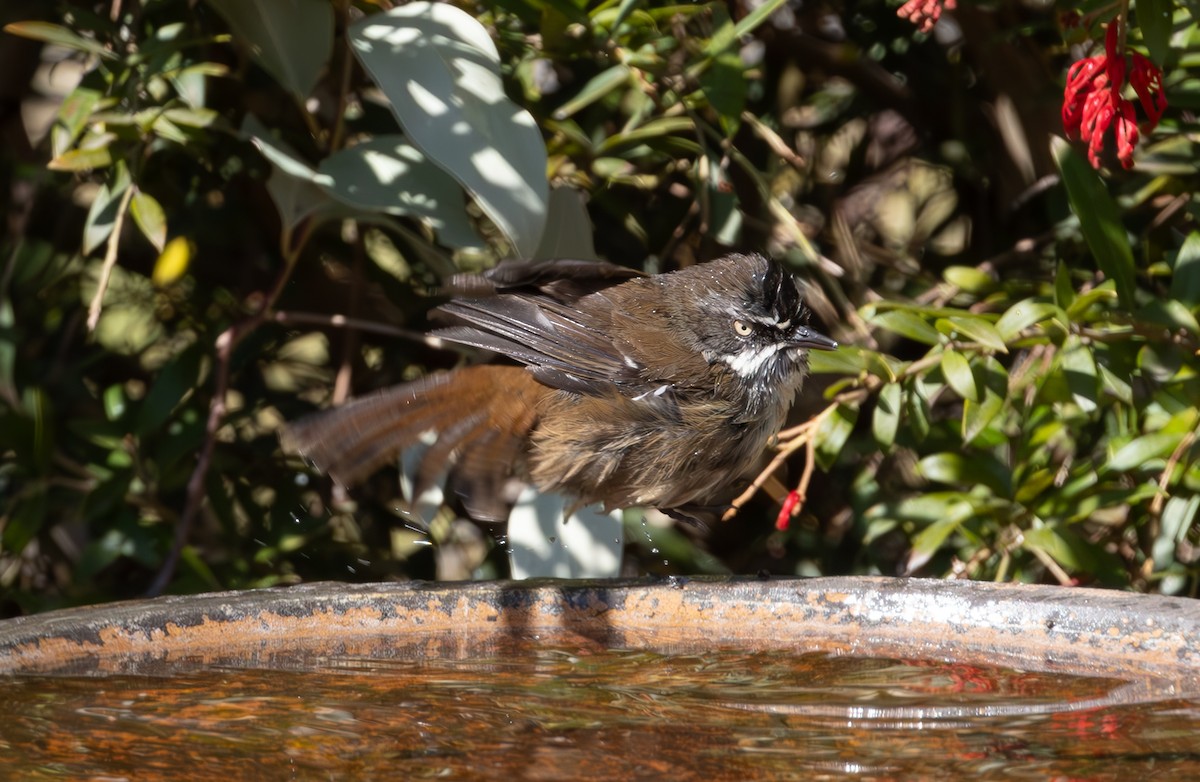 White-browed Scrubwren - ML623692256